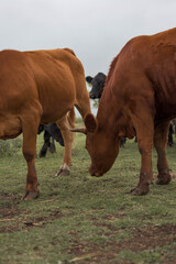 vacas marrones  rodeada de ganado campo rural 