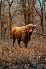 Highland Cattle 13