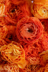 Macro shot of beautiful orange and red ranunculus bouquet. Visible petal structure. right patterns of flower buds. Top view, close up, background, selective focus, copy space for text, cropped image.