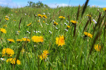 Wild flowers growing in a meadow