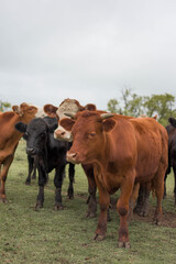 vacas negras y marrones en campo rural