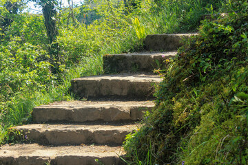 Stone steps along a forest path