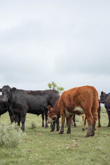 Naklejka na ściany i meble vacas negras y marrones en campo rural 