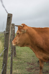 vaca marron cerca de alambre ganado campo
