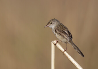 Graceful prinia.The graceful prinia is a small warbler. This prinia is a resident breeder in Northeast Africa and southern Asia, from Egypt and Somalia east to Pakistan and North India.