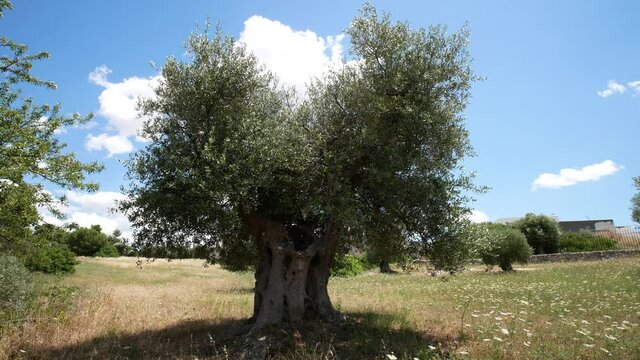 old secular olive tree, Massafra, Apulia, Italy