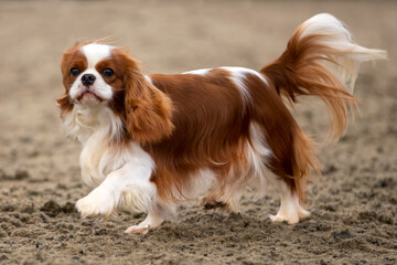 Cavalier King Charles Spaniel