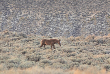 Wild Horse in the Red Desert Wyoming in Autumn