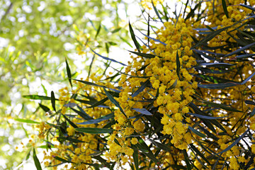 Close up shot of beautiful mimosa tree blossoms over clear blue sky background. Branches full of yellow flowerings, dense flower clusters. Background, close up, copy space, crop shot.