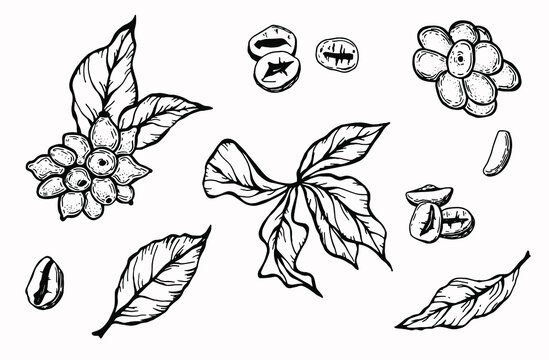 Linear set of coffee beans, berries and leaves. White background, isolate. Vector illustration. Line art.
