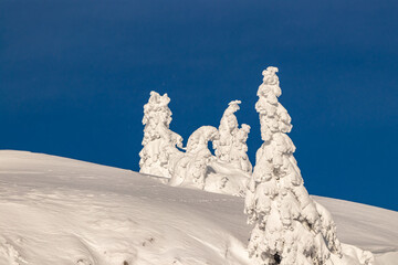 Spruce trees covered in snow	