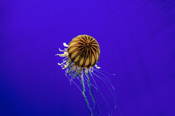 A Jellyfish closeup in Bluewater. © ktahaziz