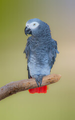 A Grey and White Color Parrot closeup with colorful background