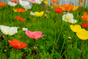 A field planted with different types of poppies. Colorful background with colorful flowers and juicy green grass for spring holiday season. Close up, copy space, top view. Selective focus.