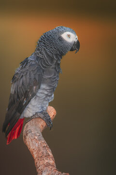 A Grey and White Color Parrot closeup with colorful background