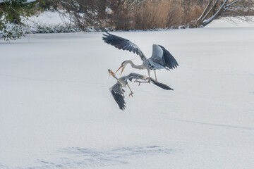 Two grey herons fighting in the air