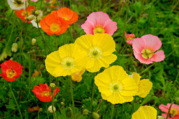 Obraz premium A field planted with different types of poppies. Colorful background with colorful flowers and juicy green grass for spring holiday season. Close up, copy space, top view. Selective focus.