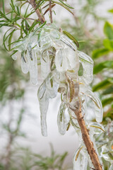 Ice stalactites hanging from a branch