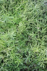 Obraz premium green grass texture