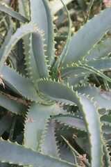 Large agave plant