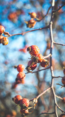 Beautiful wild rose hips in late autumn. Shooting with a Soviet manual lens.