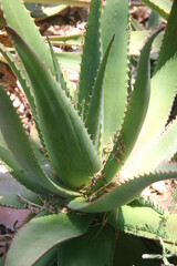 Fototapeta premium Large agave plant in Tel Aviv city