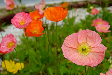 A field planted with different types of poppies. Colorful background with colorful flowers and...