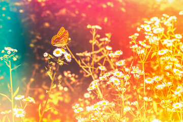 Floral toned background with colourful light leaks. Butterfly on a blooming camomile flower, summer spring botanical design. Romantic feminine style. Retro film photography atmosphere.