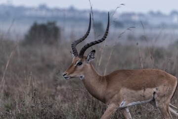 Nairobi National Park Kenyan