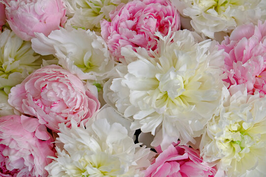Macro shot of beautiful pink and white peony blossoms. Festive background with petal patterns of fully open flower buds. Copy space, close up, top view, backdrop, cropped image.