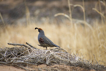 Gambel's Quail climbing on brush pile in field with dried grasses.