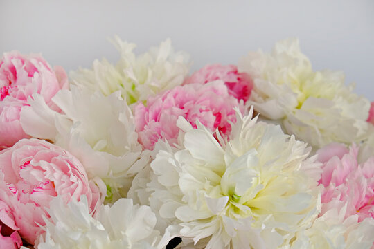 Macro shot of beautiful pink and white peony blossoms. Festive background with petal patterns of fully open flower buds. Copy space, close up, top view, backdrop, cropped image.