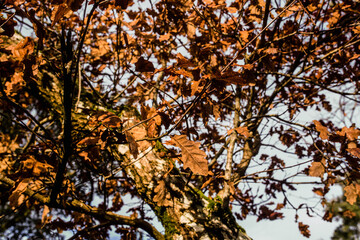 tree branches in autumn close up