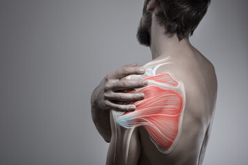 Shoulder pain man holding painful zone injured point, human body anatomy	muscle and nerve
