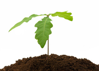 oak tree saplings isolated