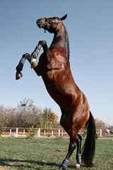 Beautiful brown horse rearing on pasture in sunny autumn day, copy space