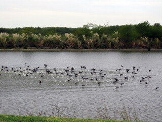 birds flying in the lake