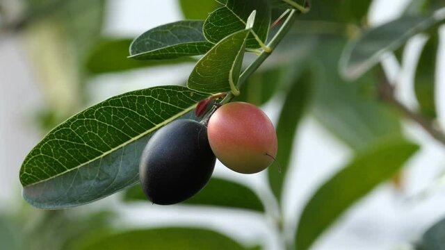 Carunda or Karonda Fruit on tree for good health