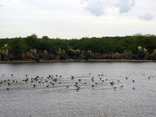 birds flying in the lake