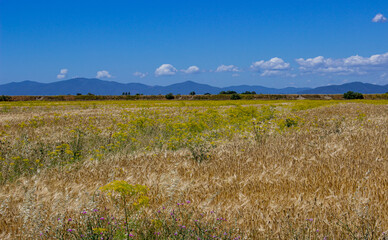 Tuscan summer landscape. Flowery field flowing to the hills. The blue sky with some clouds.