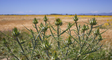 Thistle plant on the blurred background. Thistle ready for organic field harvest. Tuscany, Italy.
