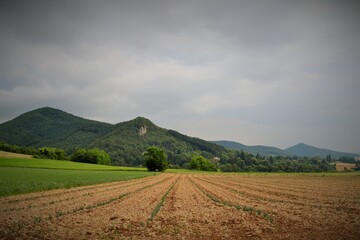 champ de blé dans la campagne en France