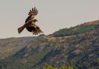 Milano volando con las alas abiertas en el campo buscando una presa.