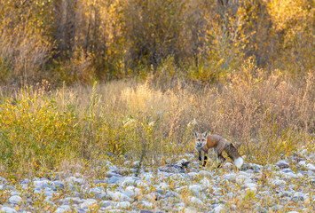 Red Fox in Autumn in Wyoming