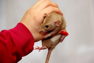 The female hand up holds a house rat. Little white rat in a woman's hands