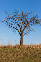 A tree without leaves with the number 45 written on it. Blue sky without clouds.