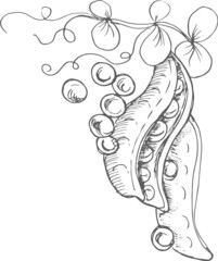 Peas fruit leaves flowers twigs. graphic illustration hand-drawn, vector. Food menu food. Vegetable garden harvest natural products

