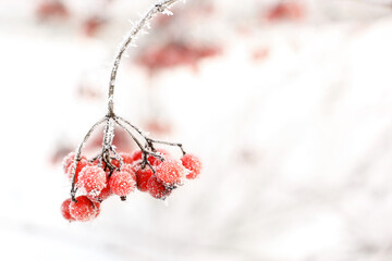 Winter frozen viburnum under the snow. Viburnum in the snow. Red berries. Wonderful winter....
