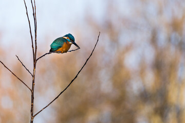 A beautiful bright turquoise king fisher in the nature