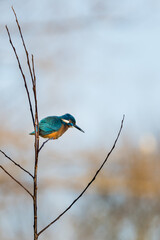 A beautiful bright turquoise king fisher in the nature